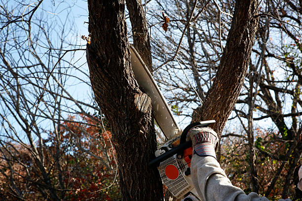 Best Arborist Consultation Services  in USA